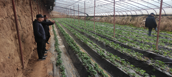 共谋产业增收路 新春慰问暖人心  -----记县慈善协会在潼关县城关街道中军帐村召开产业扶持暨春节送温暖座谈会